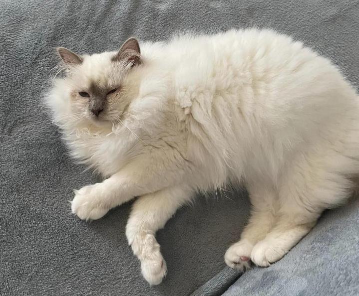 Saillie de Sacré de Birmanie Écrainville