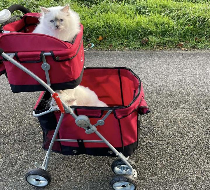Garderie pour chats Écrainville