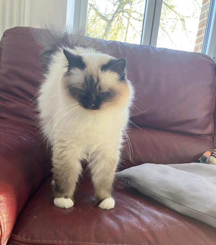 Garderie pour chats Écrainville