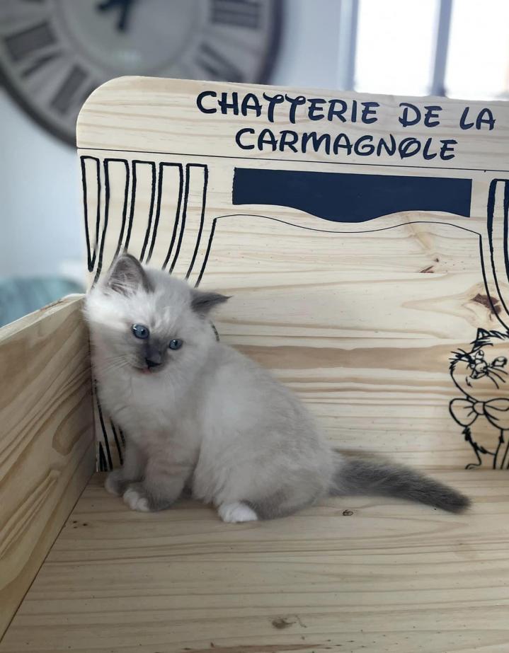 Saillie de Sacré de Birmanie Écrainville