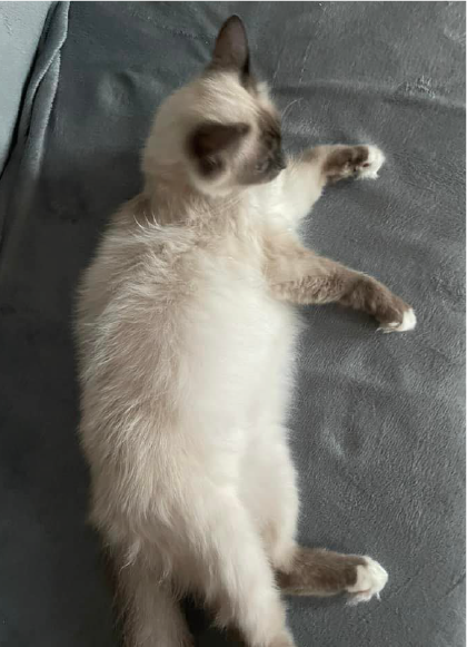 Pension pour chats Écrainville
