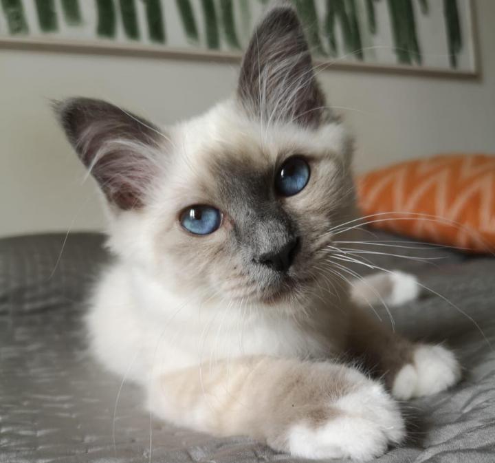 Pension pour chats Écrainville